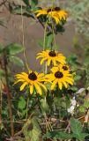 Rudbeckia hirta