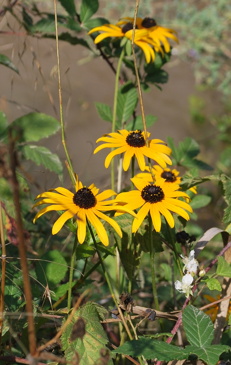 Изображение особи Rudbeckia hirta.