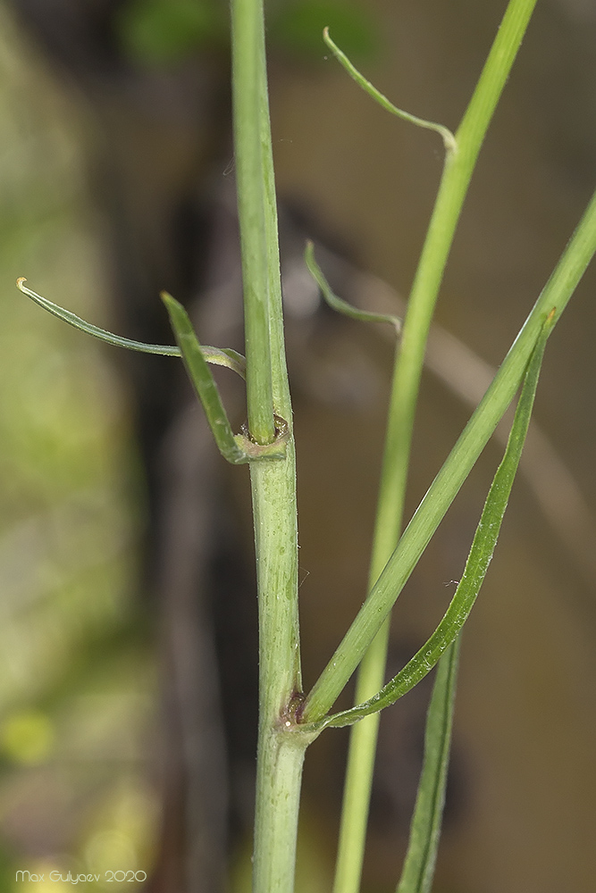 Image of Scorzonera laciniata specimen.