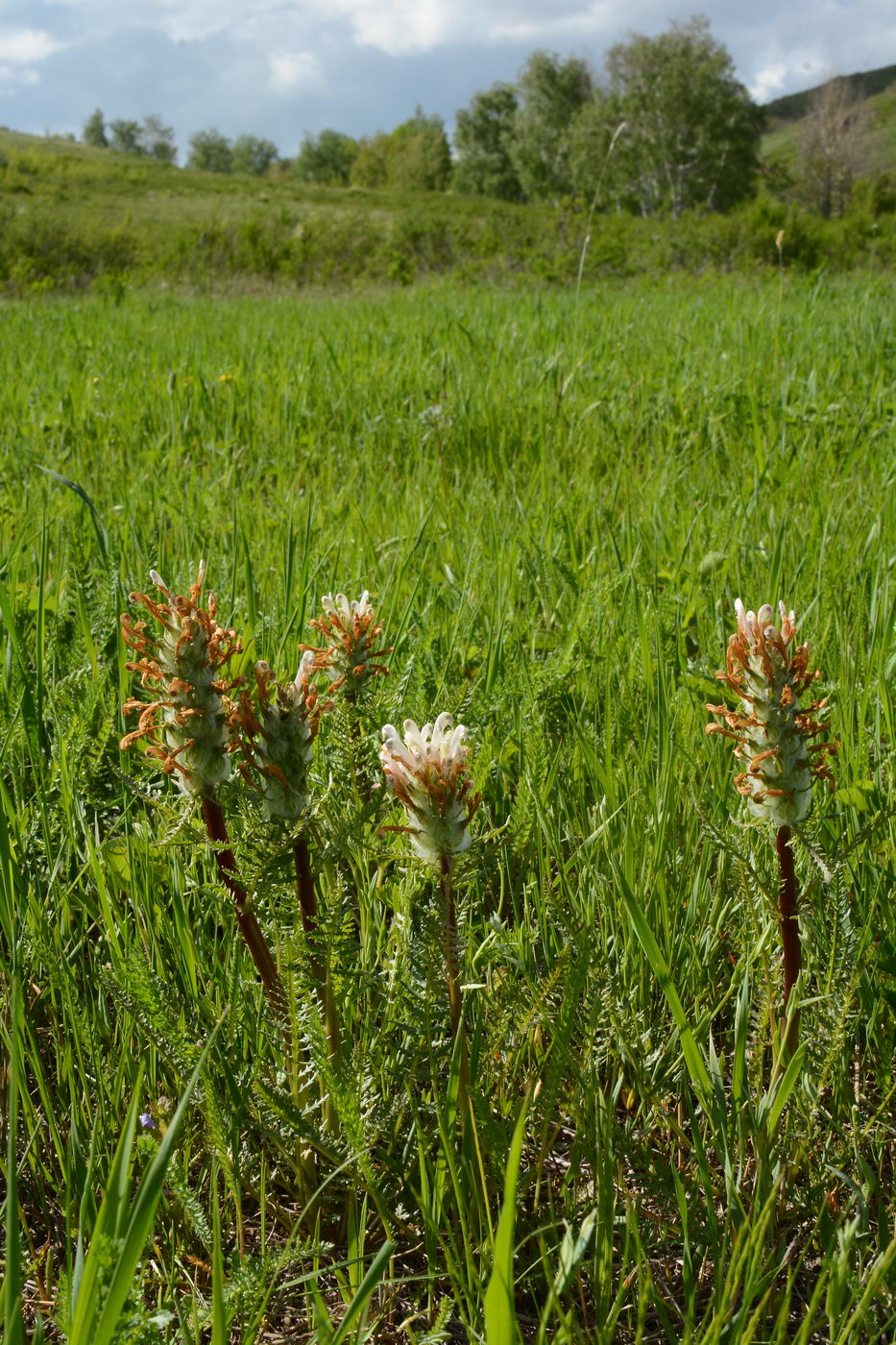 Image of Pedicularis dasystachys specimen.