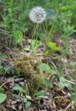 Taraxacum proximum