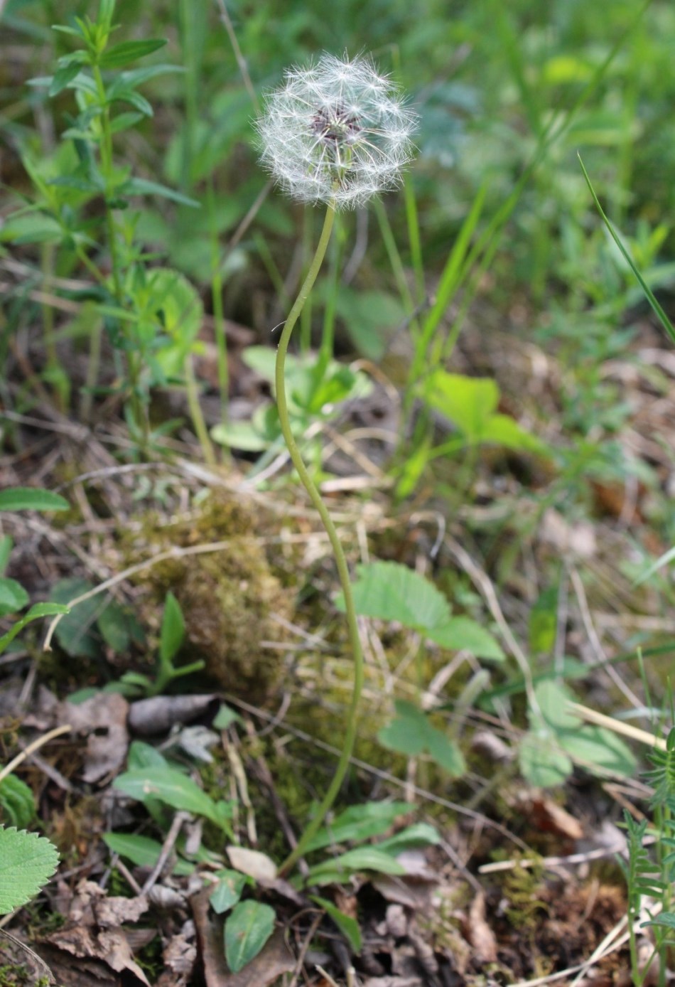 Изображение особи Taraxacum proximum.