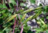 Bromus commutatus