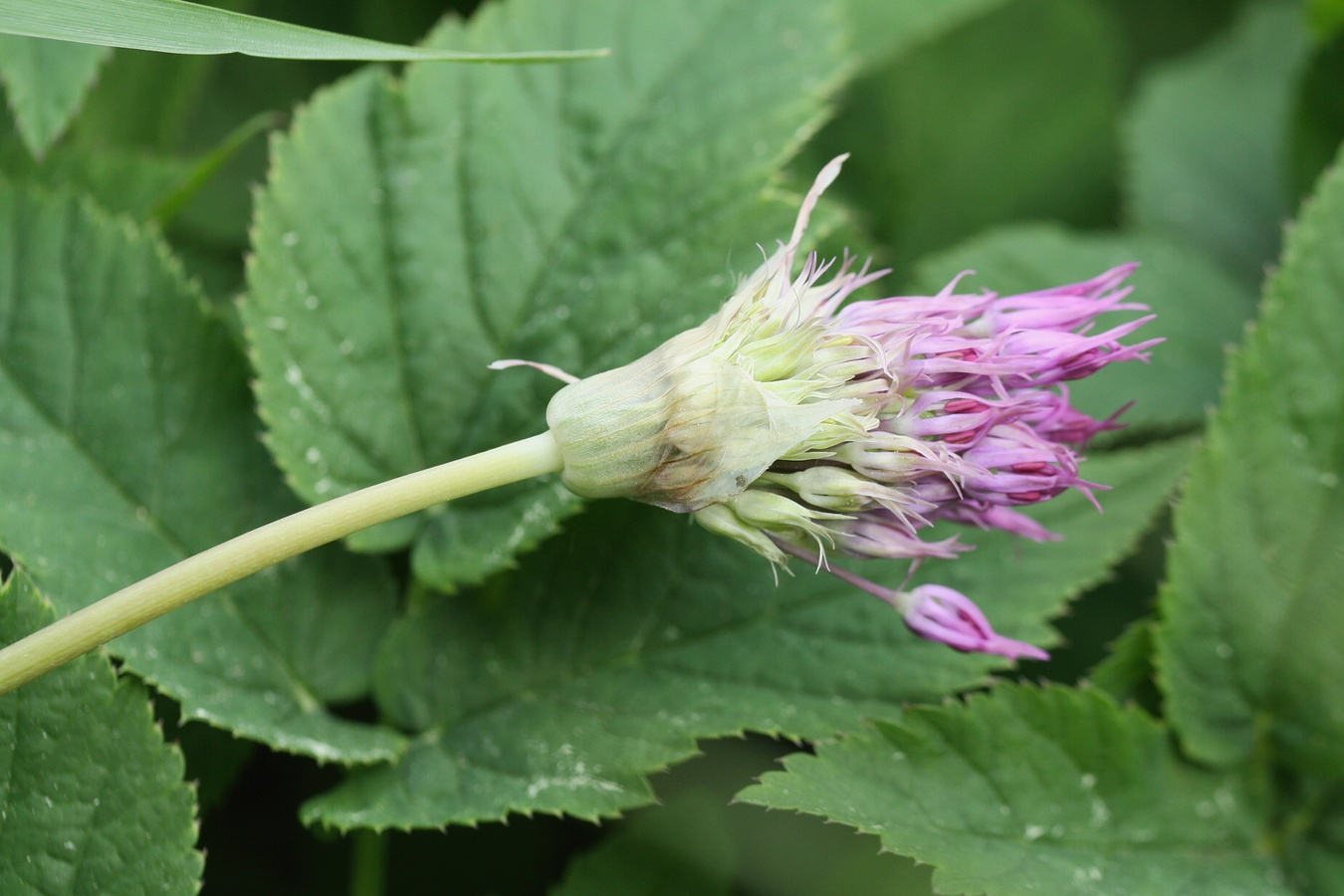 Image of genus Allium specimen.