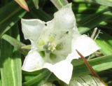 Gentiana algida