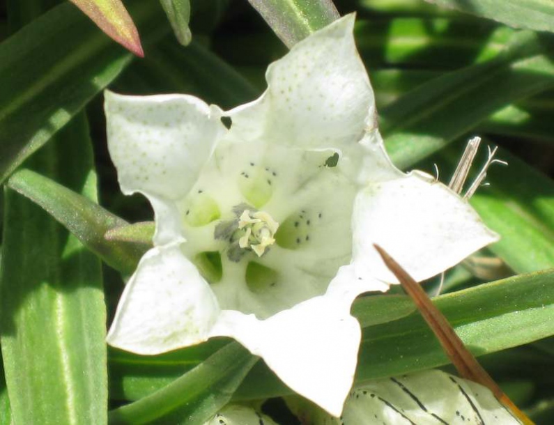 Image of Gentiana algida specimen.
