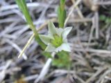 Gentiana aquatica