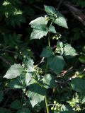 Solanum nigrum. Верхушка цветущего и плодоносящего растения. Донецк, пустырь. 21.07.2020.