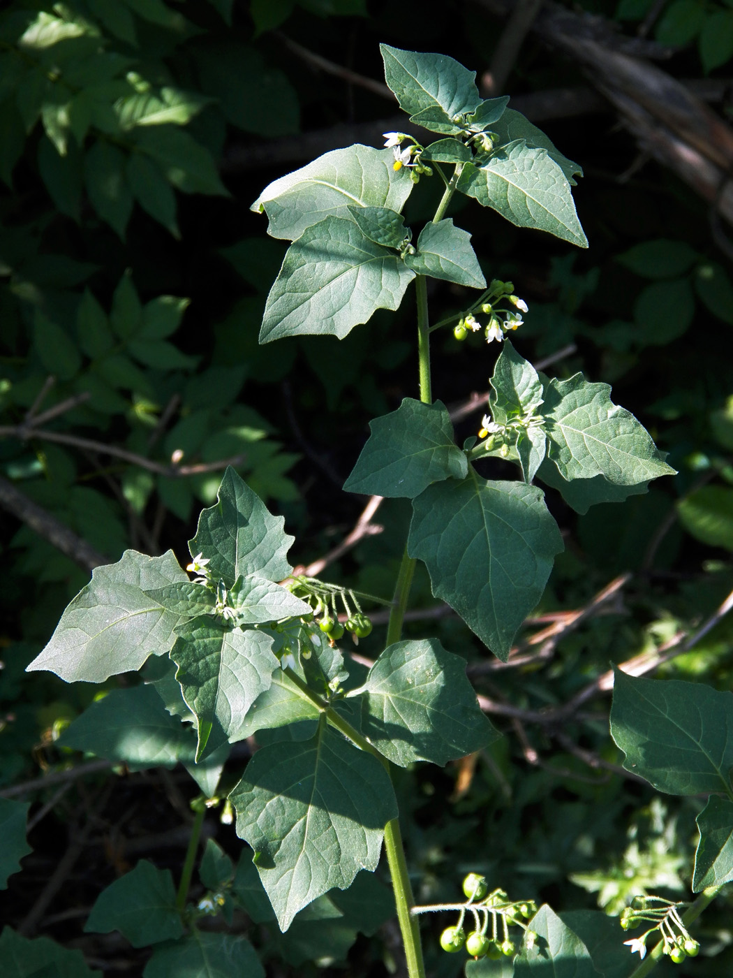 Изображение особи Solanum nigrum.