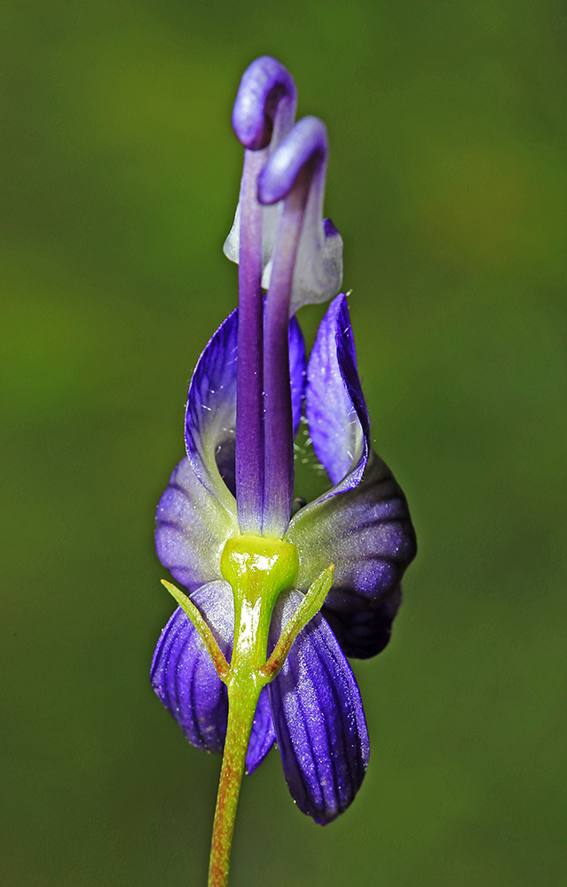 Изображение особи Aconitum sczukinii.