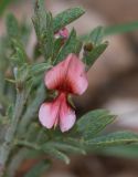 Indigofera heterotricha