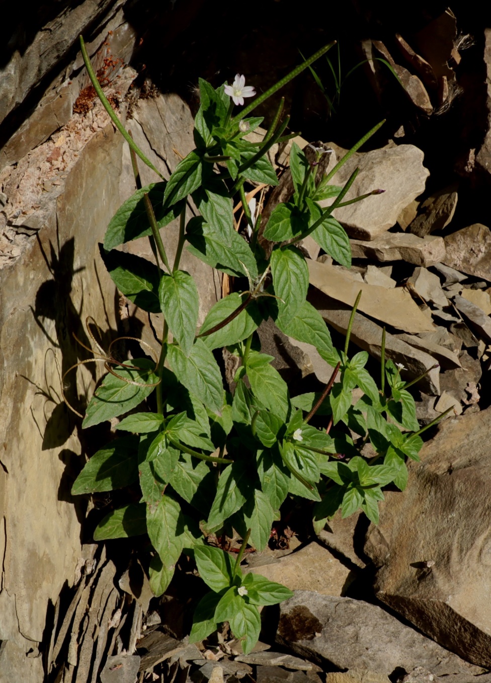 Image of Epilobium adenocaulon specimen.