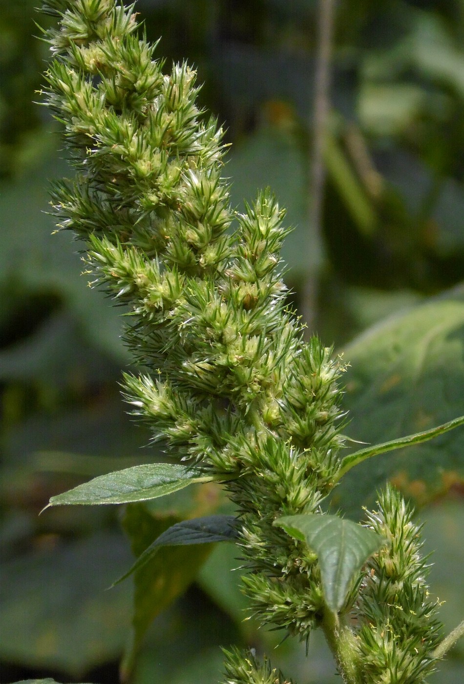 Изображение особи Amaranthus retroflexus.