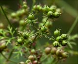 Coriandrum sativum. Часть соплодия с созревающими плодами. Московская обл., Раменский р-н, окр. дер. Хрипань, садовый участок. 08.09.2020.