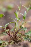 Silene compacta