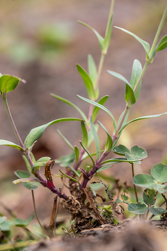 Изображение особи Silene compacta.