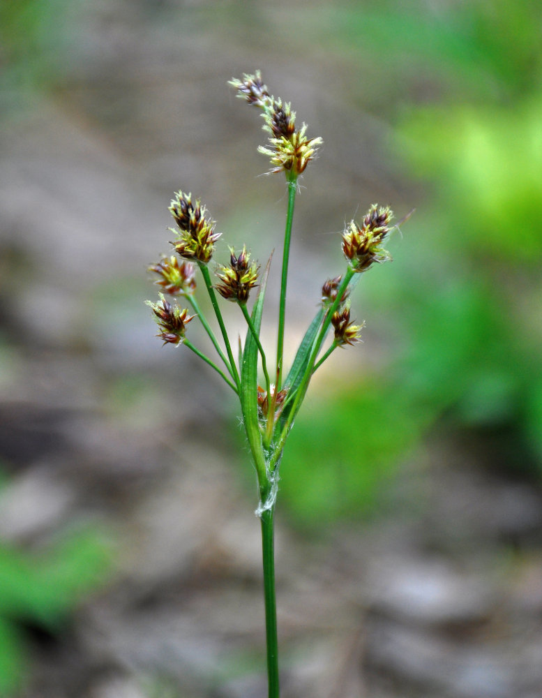 Image of Luzula multiflora specimen.