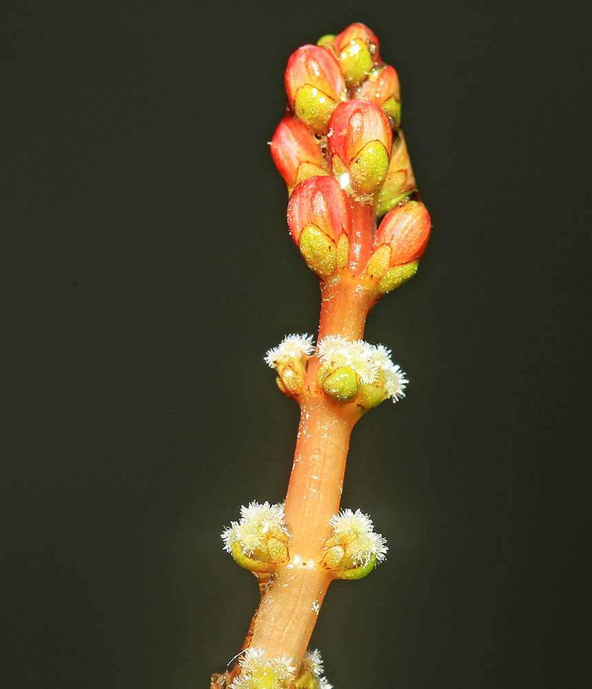 Изображение особи Myriophyllum spicatum.