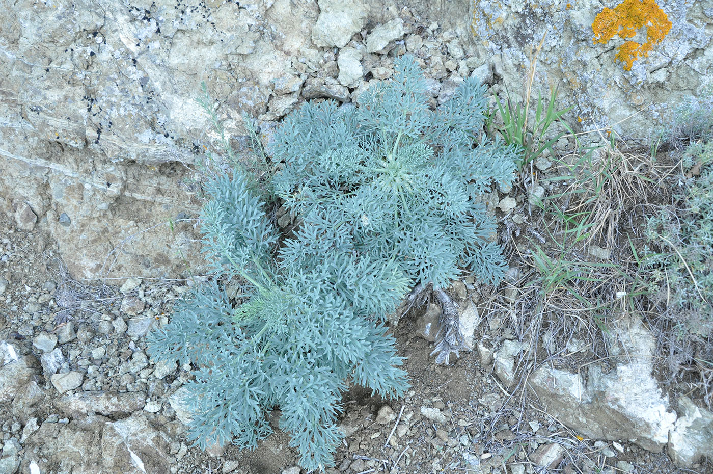 Image of Seseli gummiferum specimen.