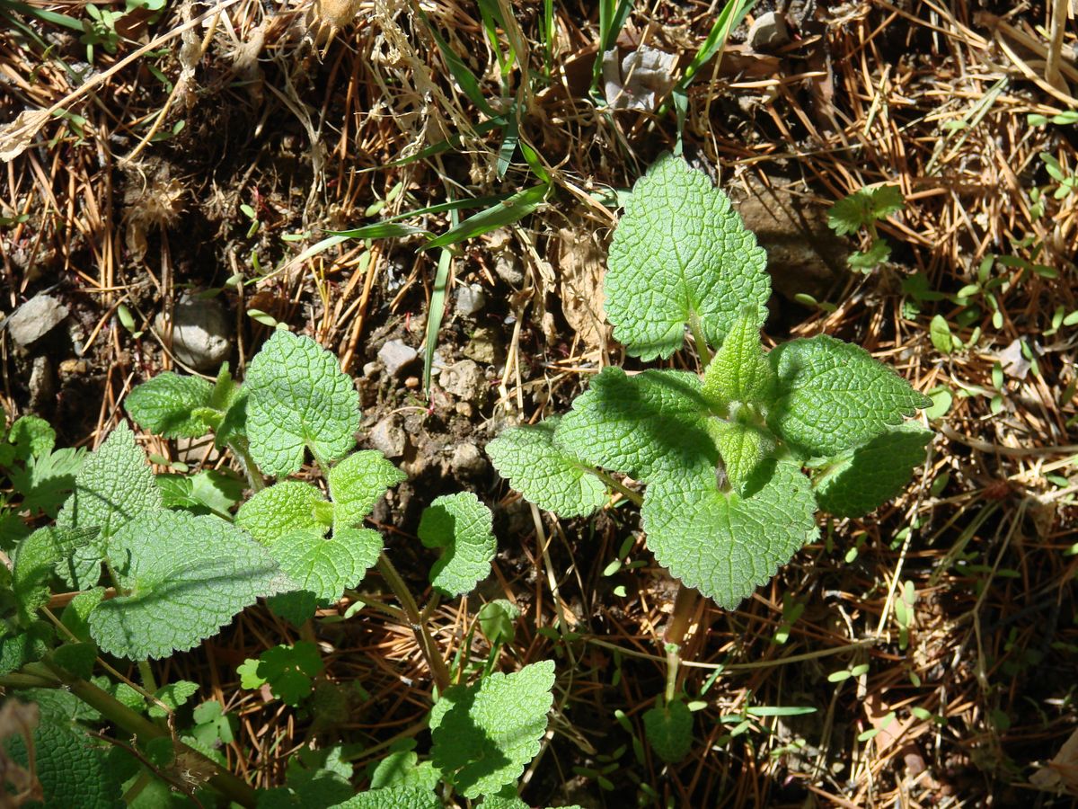 Image of Lamium album specimen.