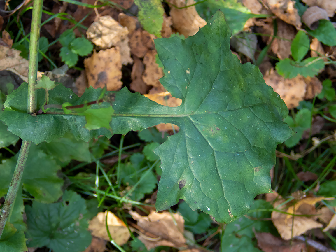 Image of Mycelis muralis specimen.