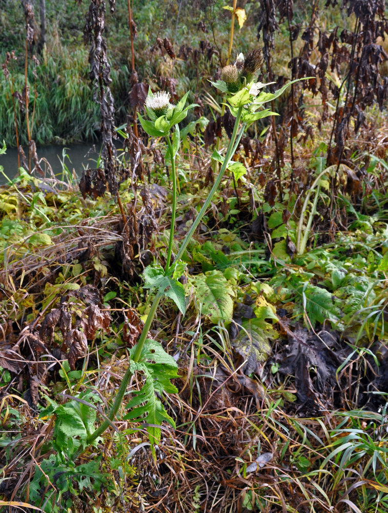 Image of Cirsium oleraceum specimen.