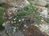 Astragalus captiosus