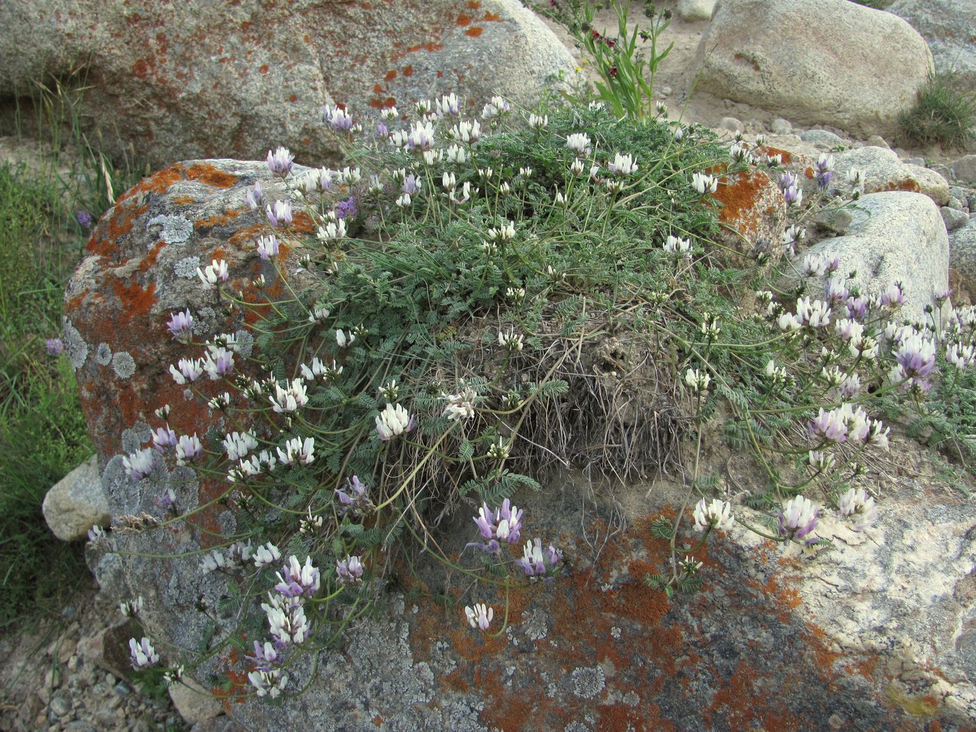 Изображение особи Astragalus captiosus.