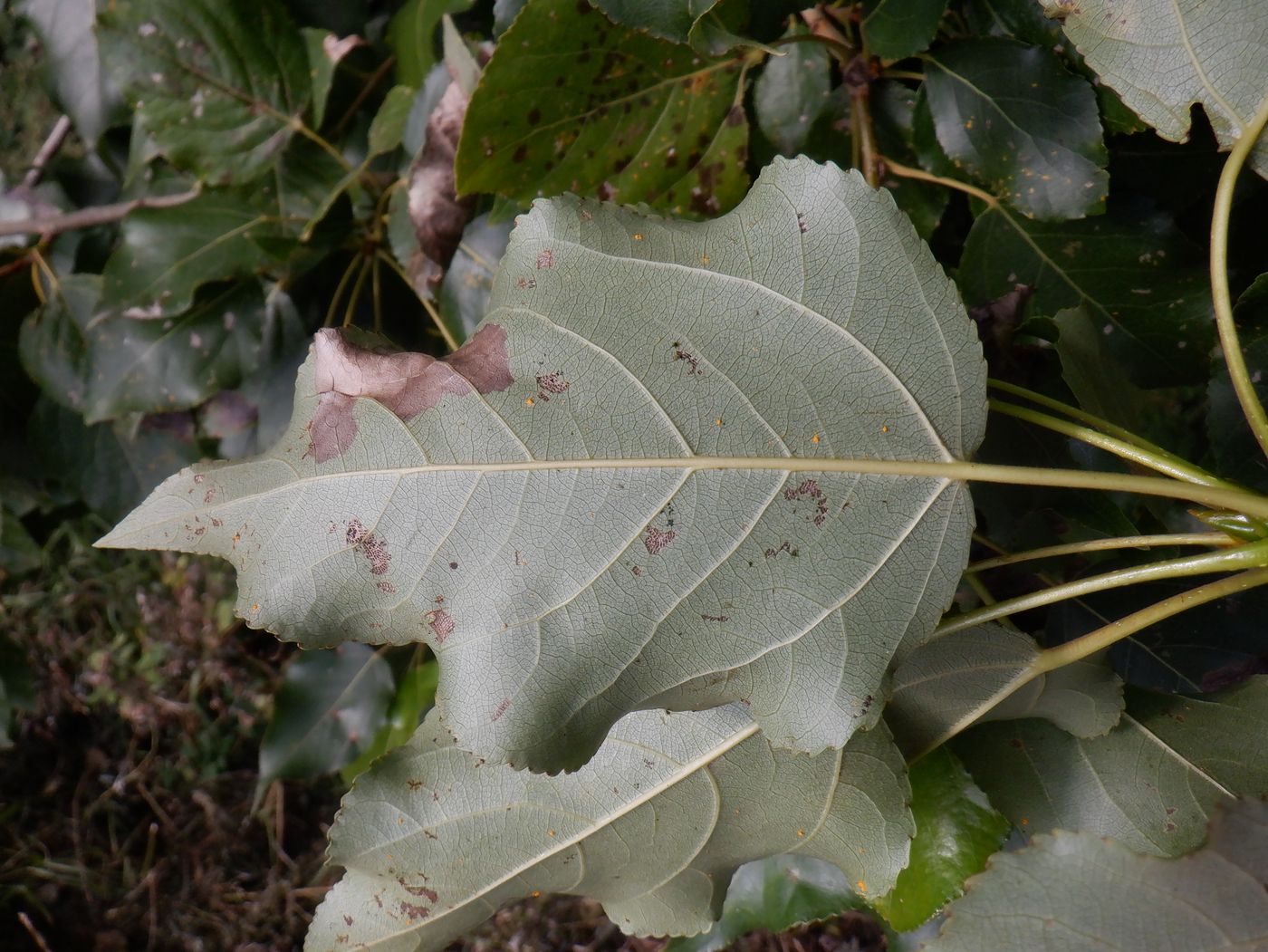 Image of Populus &times; berolinensis specimen.