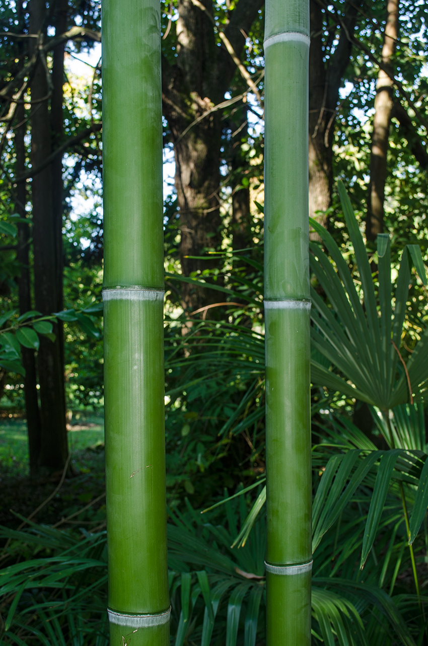 Image of familia Poaceae specimen.