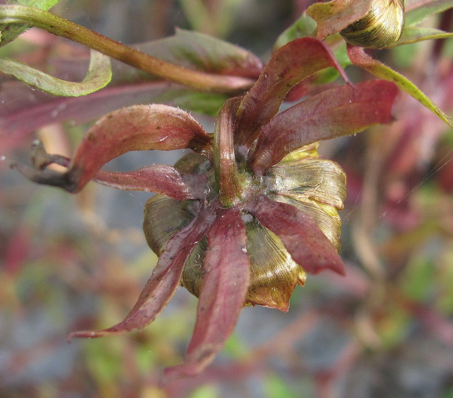 Image of Bidens cernua specimen.