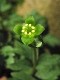 Adoxa moschatellina. Верхушечный цветок соцветия. Нидерланды, провинция Drenthe, окр. г. Roden, широколиственный лес Elzenbroek. 2 апреля 2011 г.