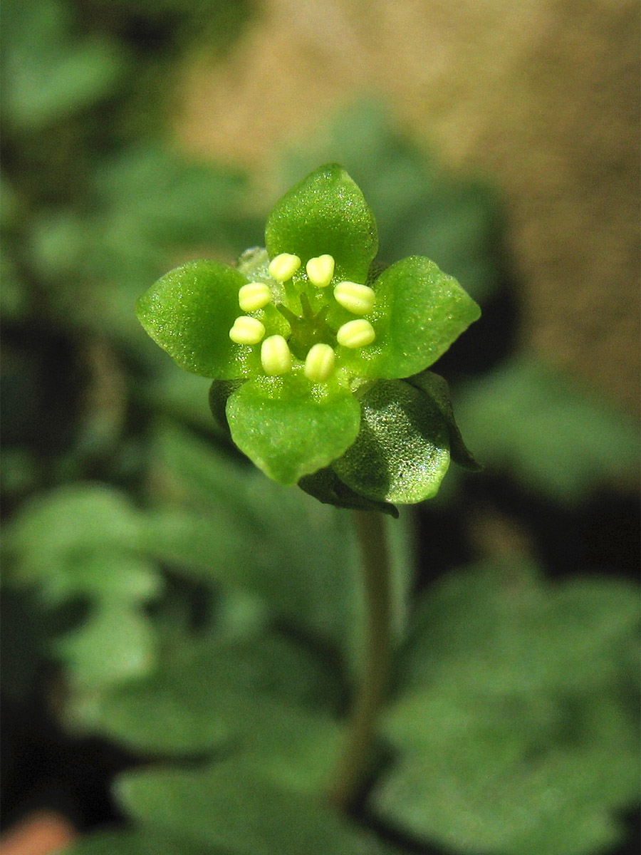 Изображение особи Adoxa moschatellina.