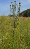 Carlina biebersteinii. Цветущее растение. Тульская обл., Плавский р-н, окр. пос. Молочные Дворы, балка, суходольный луг. 03.07.2013.