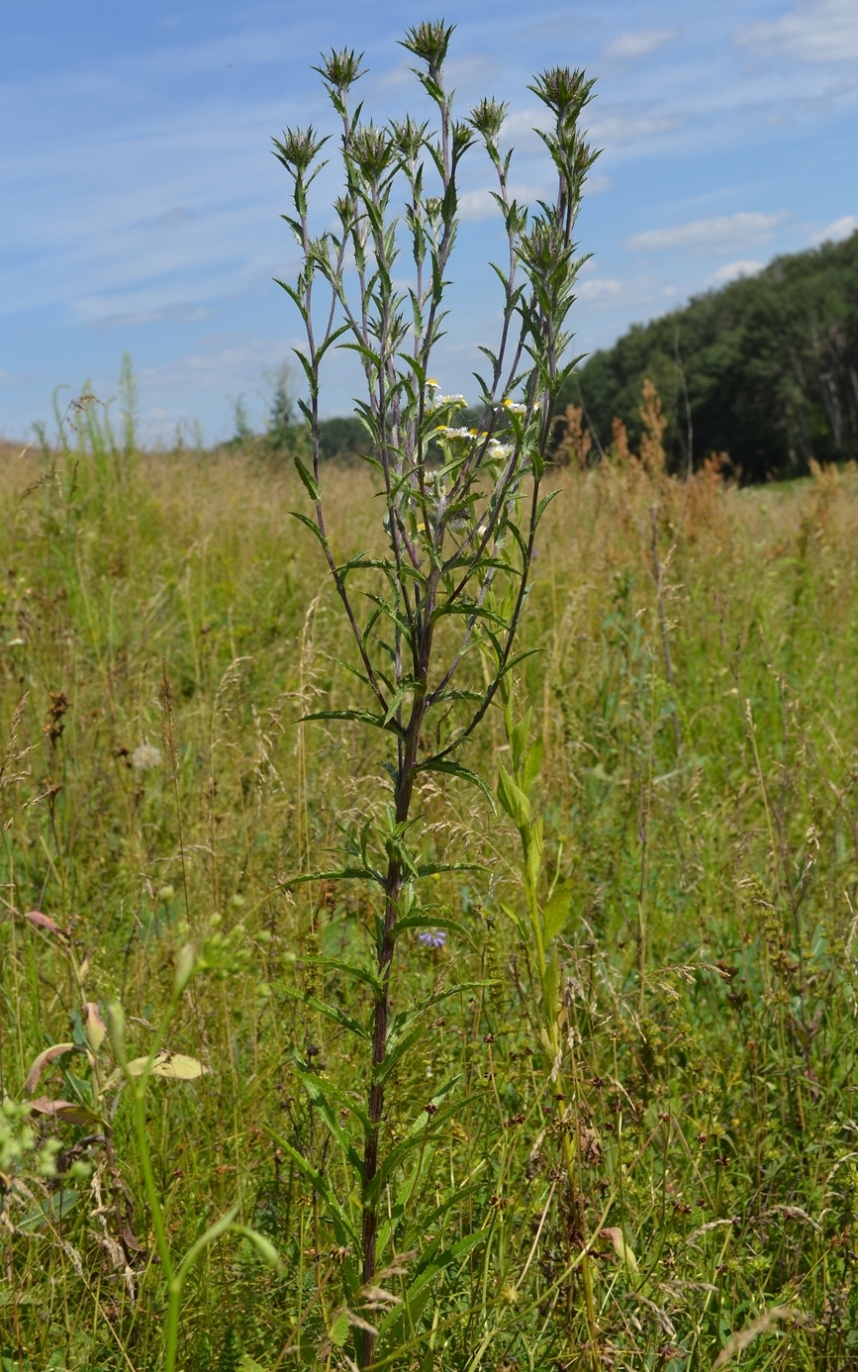 Image of Carlina biebersteinii specimen.