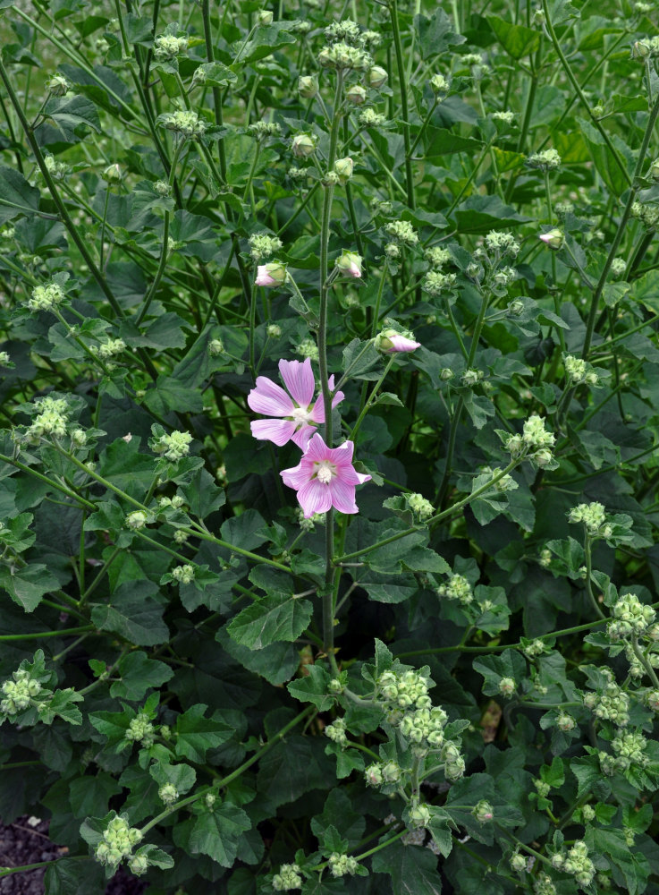 Image of Malva thuringiaca specimen.