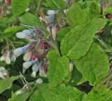 Symphytum grandiflorum. Верхушка побега с соцветием ('Hidcote Blue'). Чехия, г. Прага, ботсад в Трое, в культуре. 22.04.2008.