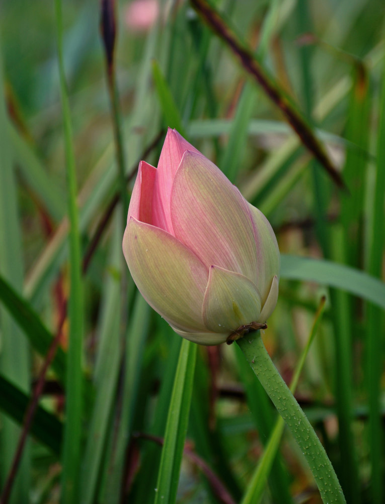 Изображение особи Nelumbo caspica.