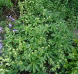 genus Alchemilla