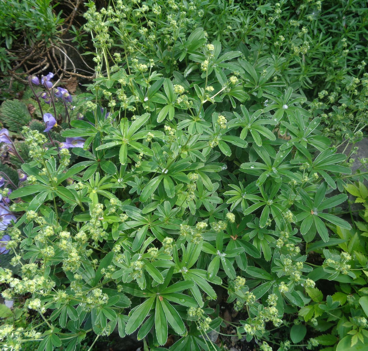 Изображение особи род Alchemilla.