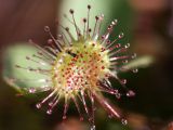 Drosera rotundifolia