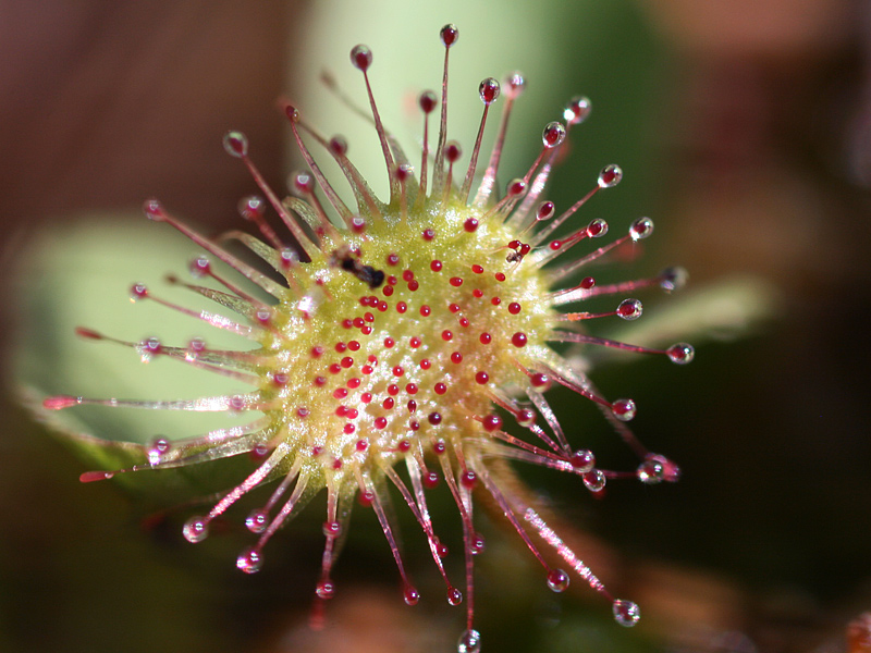 Изображение особи Drosera rotundifolia.