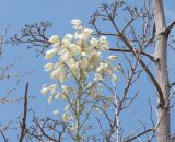 Yucca elata