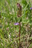 Glechoma hederacea