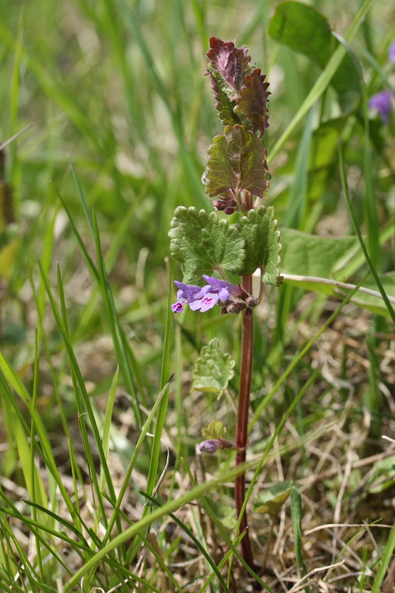 Image of Glechoma hederacea specimen.