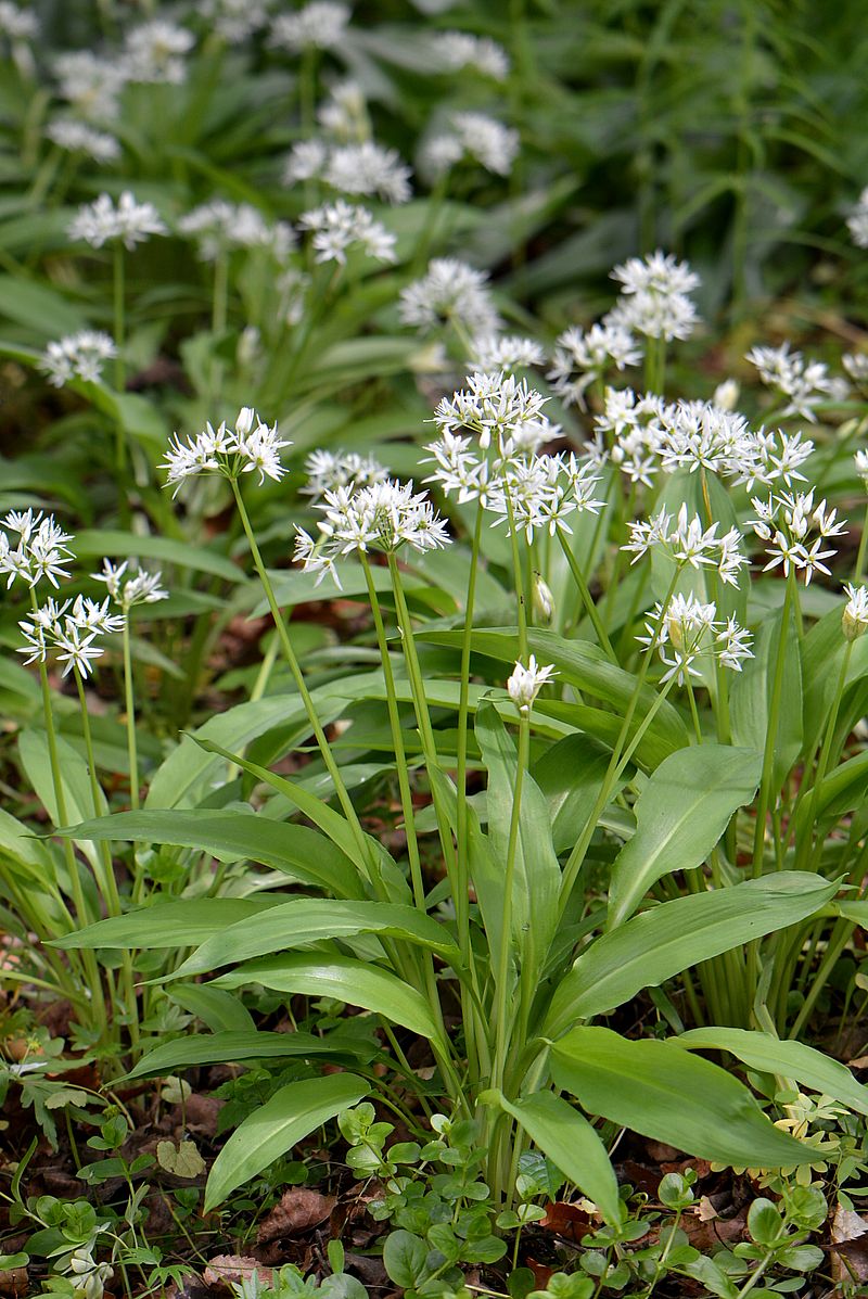 Изображение особи Allium ursinum.