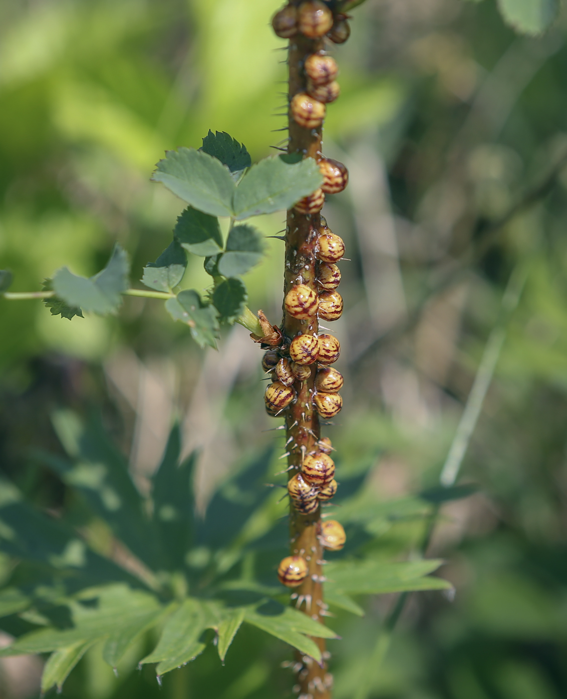 Image of Rosa cinnamomea specimen.