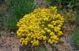 род Alyssum. Цветущие растения. Крым, Караларский природный парк, побережье в окр. устья р. Сююрташ, окраина песчано-ракушечного пляжа. 09.05.2021.