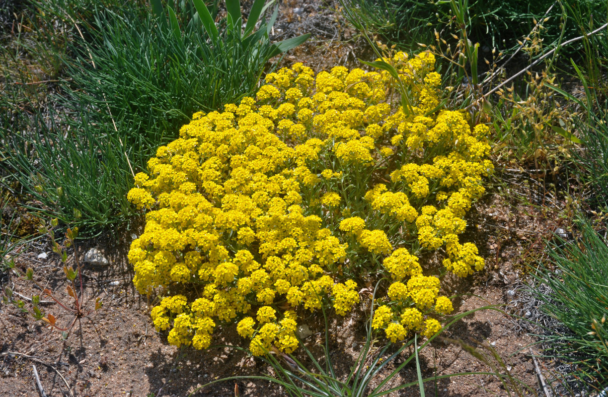 Image of Odontarrhena tortuosa specimen.