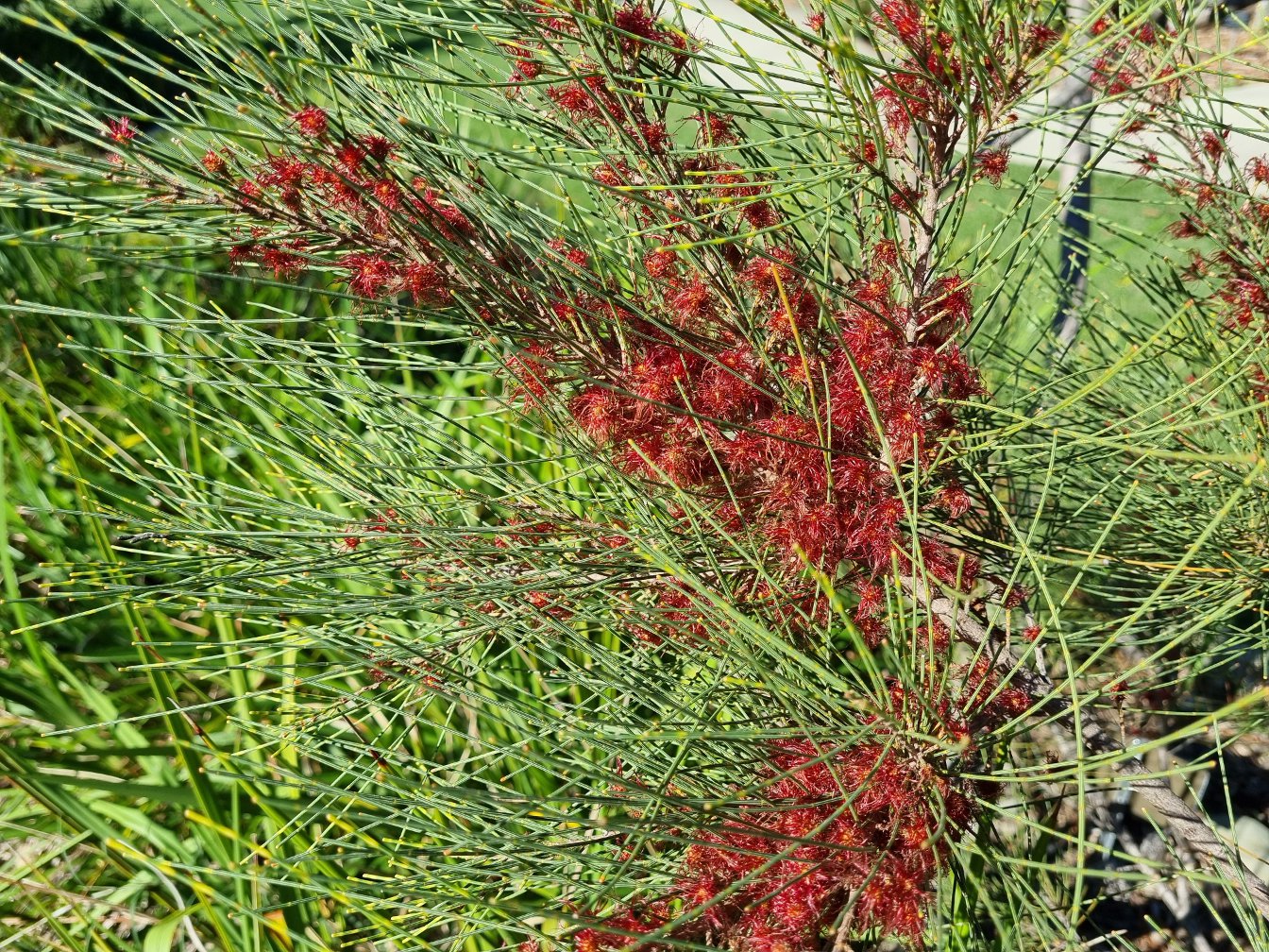 Image of Allocasuarina emuina specimen.